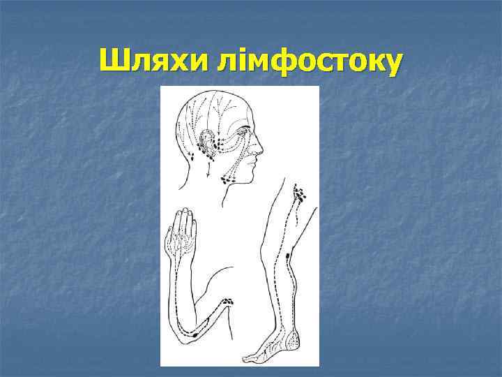 Шляхи лімфостоку 