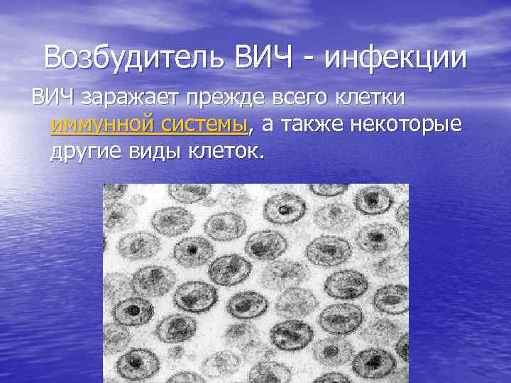Возбудитель ВИЧ - инфекции ВИЧ заражает прежде всего клетки иммунной системы, а также некоторые