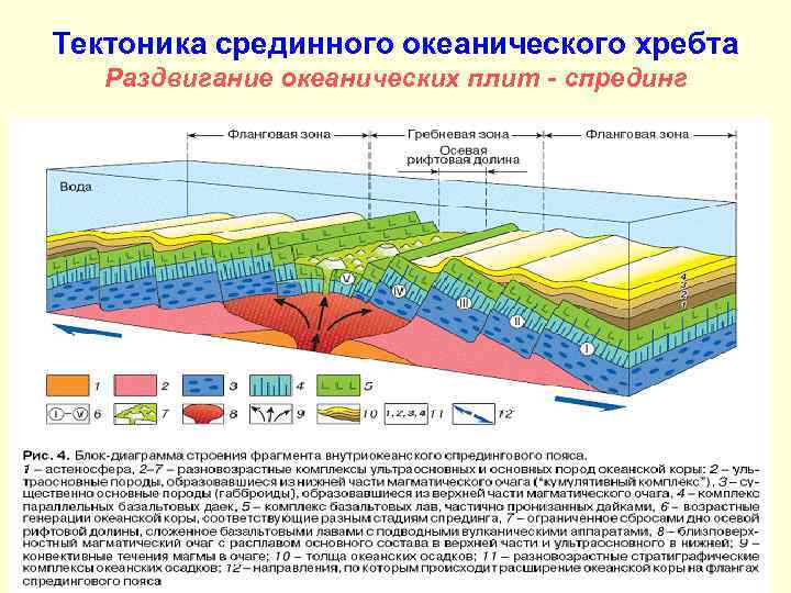 Тектоника срединного океанического хребта Раздвигание океанических плит - спрединг 