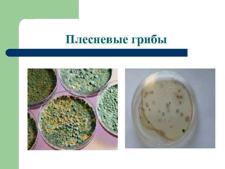 Плесневые грибы 