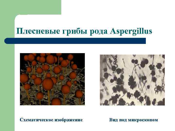 Плесневые грибы рода Аspergillus Схематическое изображение Вид под микроскопом 