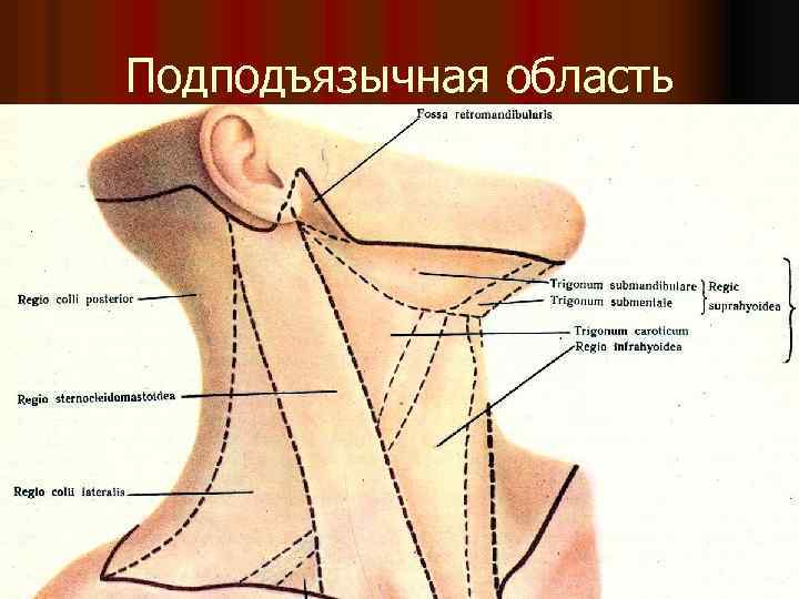 Подподъязычная область 