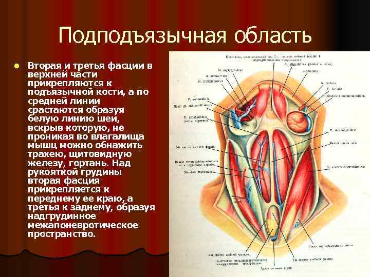 Подподъязычная область l Вторая и третья фасции в верхней части прикрепляются к подъязычной кости,