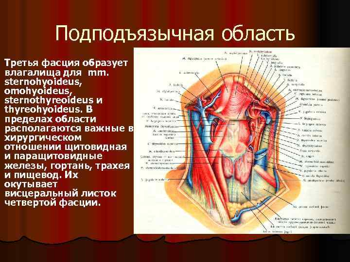 Подподъязычная область Третья фасция образует влагалища для mm. sternohyoideus, omohyoideus, sternothyreoideus и thyreohyoideus. В
