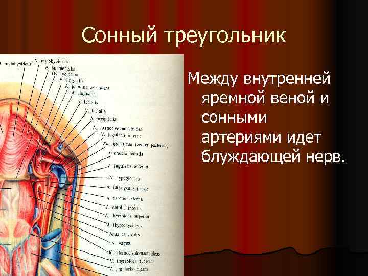 Сонный треугольник Между внутренней яремной веной и сонными артериями идет блуждающей нерв. 