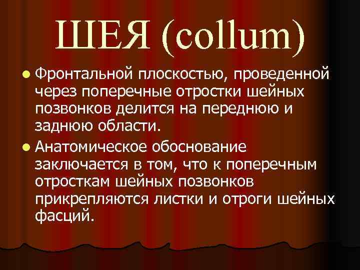 ШЕЯ (collum) l Фронтальной плоскостью, проведенной через поперечные отростки шейных позвонков делится на переднюю