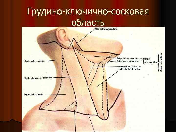 Грудино-ключично-сосковая область 