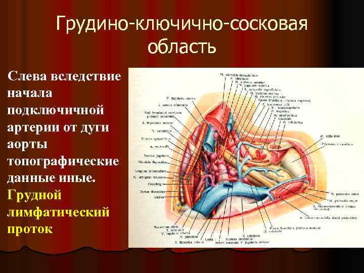 Грудино-ключично-сосковая область Слева вследствие начала подключичной артерии от дуги аорты топографические данные иные. Грудной
