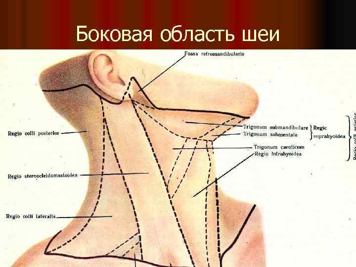 Боковая область шеи 