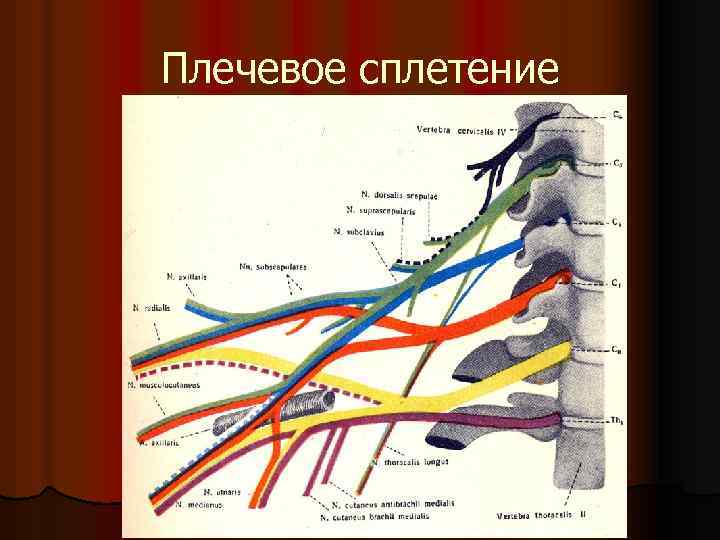 Плечевое сплетение 