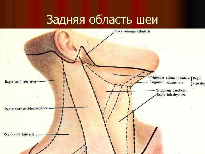 Задняя область шеи 