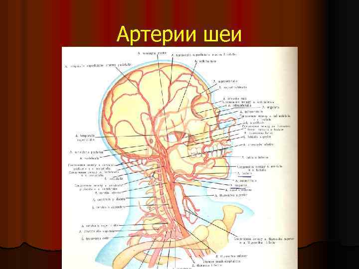 Общая сонная артерия схема графологическая