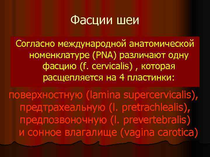 Фасции шеи Согласно международной анатомической номенклатуре (PNA) различают одну фасцию (f. cervicalis) , которая