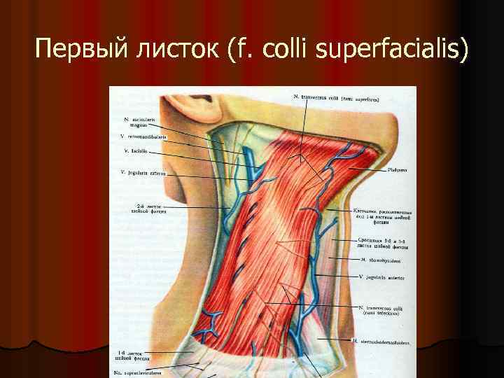Первый листок (f. colli superfacialis) 