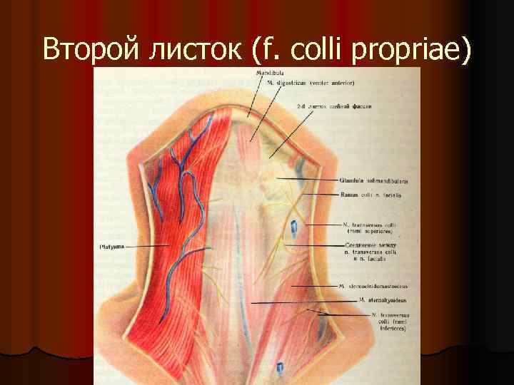 Второй листок (f. colli propriae) 