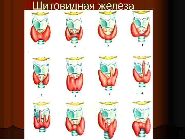 Щитовидная железа 