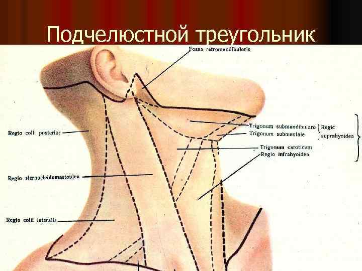 Подчелюстной треугольник 