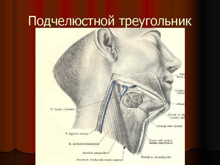 Треугольники шеи презентация