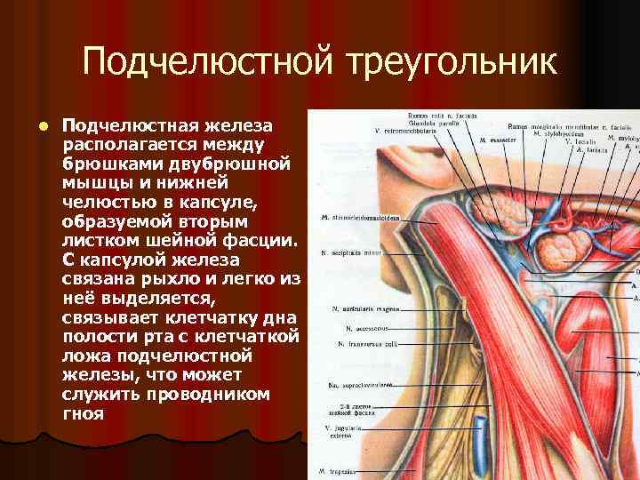 Подчелюстной треугольник l Подчелюстная железа располагается между брюшками двубрюшной мышцы и нижней челюстью в