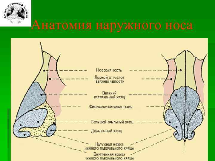 Анатомия наружного носа 