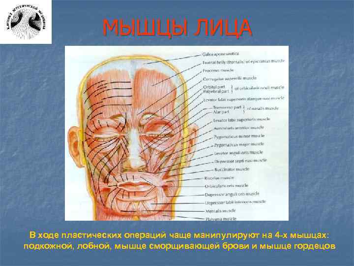 МЫШЦЫ ЛИЦА В ходе пластических операций чаще манипулируют на 4 -х мышцах: подкожной, лобной,