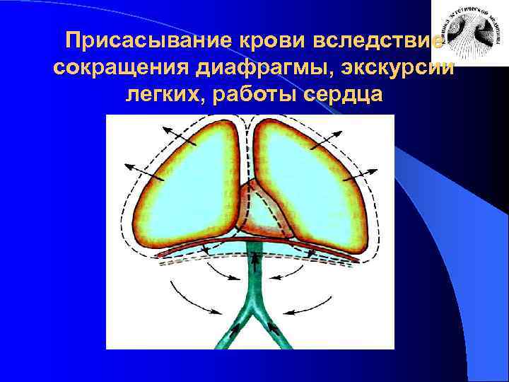 Присасывание крови вследствие сокращения диафрагмы, экскурсии легких, работы сердца 