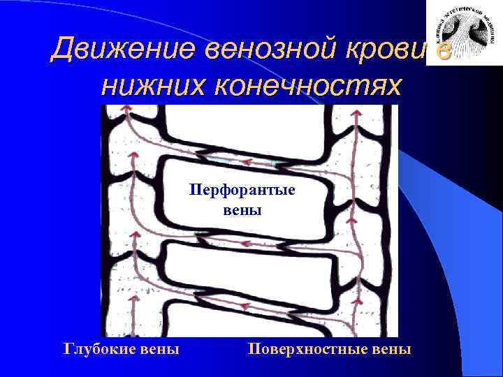 Движение венозной крови в нижних конечностях Перфорантые вены Глубокие вены Поверхностные вены 