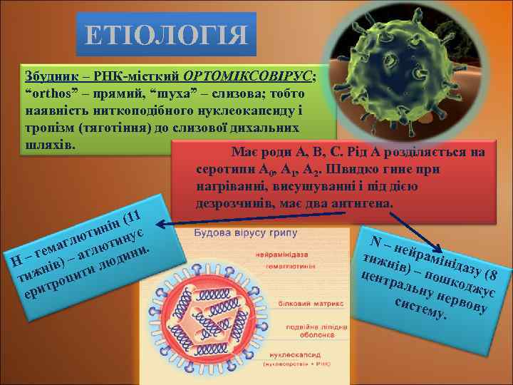 ЕТІОЛОГІЯ Збудник – РНК-місткий ОРТОМІКСОВІРУС; “orthos” – прямий, “myxa” – слизова; тобто наявність ниткоподібного