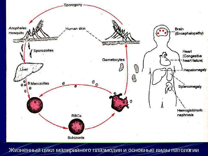 Жизненный цикл малярийного плазмодия и основные виды патологии 6 