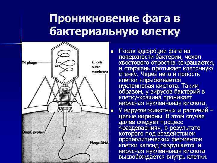 Проникновение фага в бактериальную клетку n n После адсорбции фага на поверхности бактерии, чехол