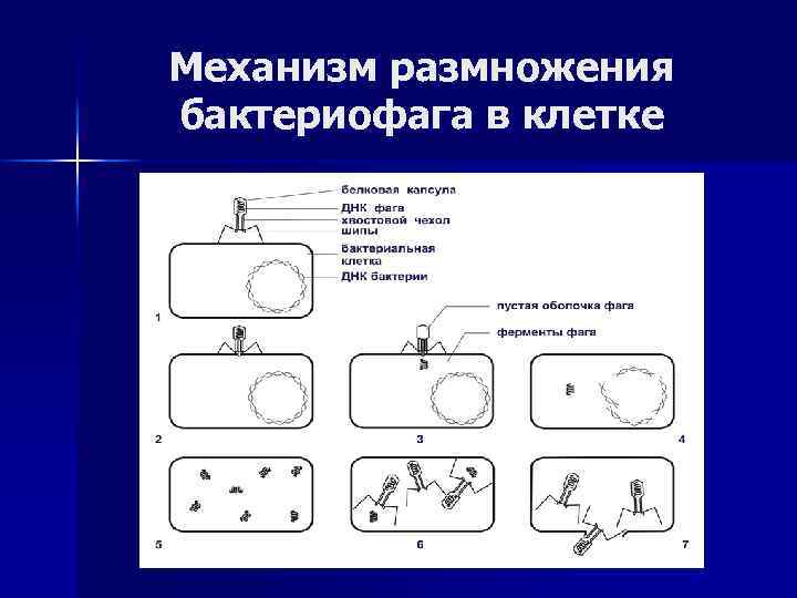 Механизм размножения бактериофага в клетке 