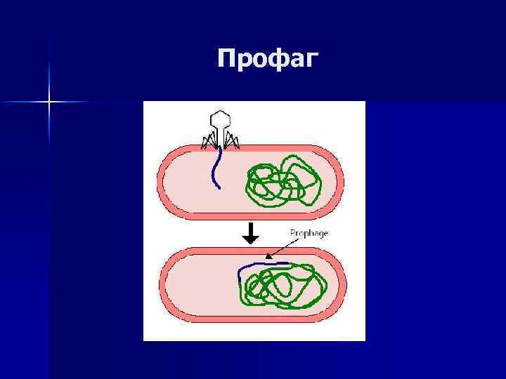 Профаг 