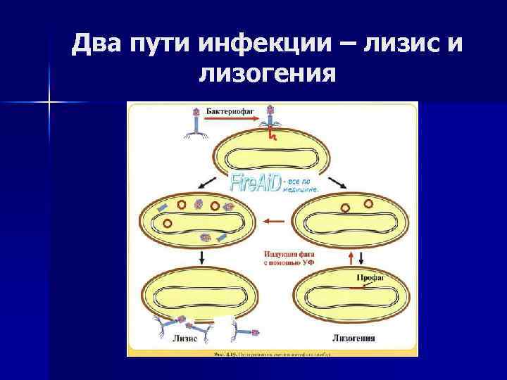 Лизогенный цикл. Лизогения это микробиология. Лизис и лизогения. Литический и лизогенный цикл бактериофага.