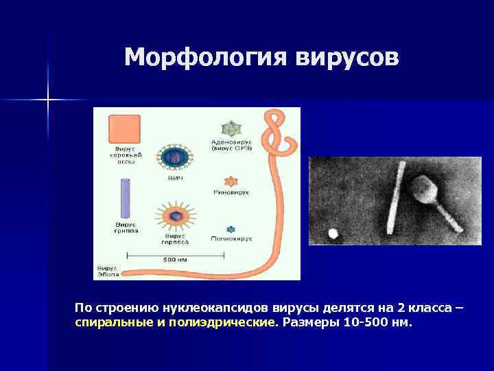 Морфология вирусов По строению нуклеокапсидов вирусы делятся на 2 класса – спиральные и полиэдрические.