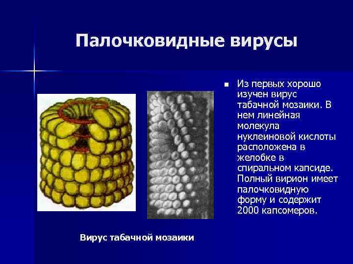 Строение вируса табачной мозаики рисунок