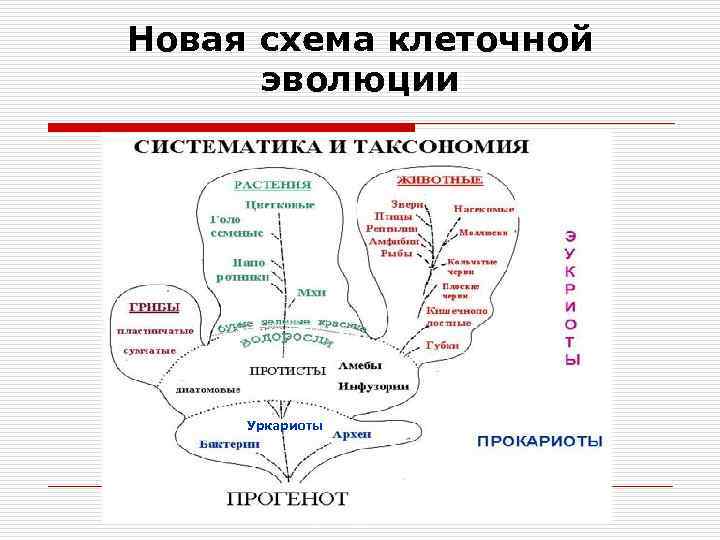 Новая схема клеточной эволюции Уркариоты 
