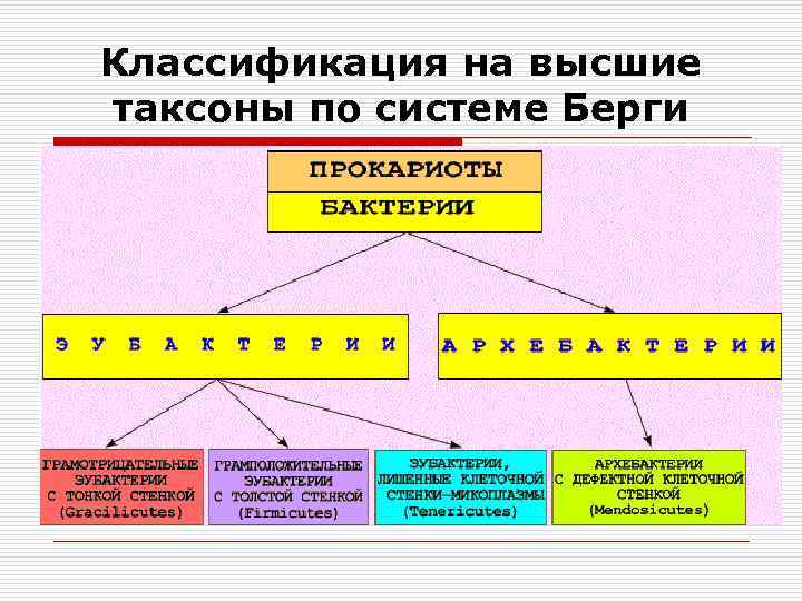 Классификация на высшие таксоны по системе Берги 