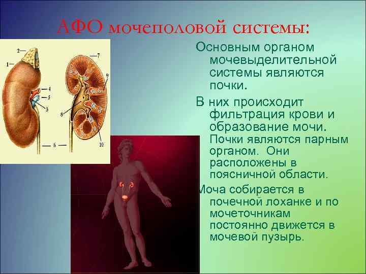 Презентация афо мочевыделительной системы у детей