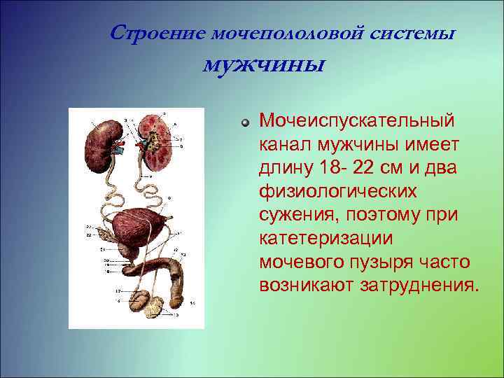 Строение мочепололовой системы мужчины Мочеиспускательный канал мужчины имеет длину 18 22 см и два