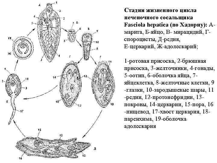 Жизненный цикл печеночного сосальщика рисунок