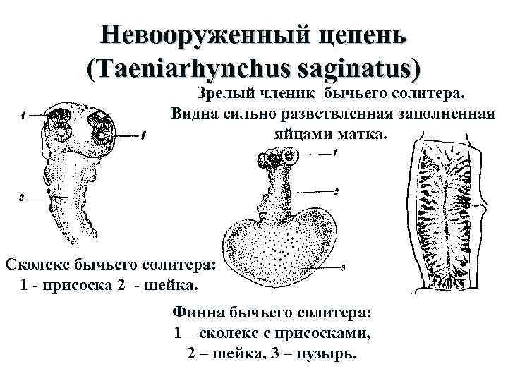 Строение бычьего цепня рисунок с подписями