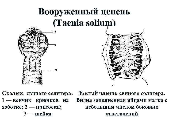 Ленточный червь солитер фото