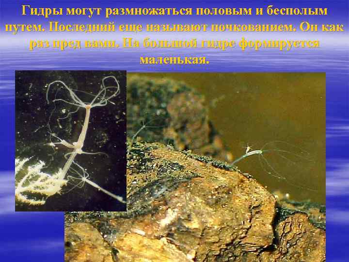 Гидры могут размножаться половым и бесполым путем. Последний еще называют почкованием. Он как раз