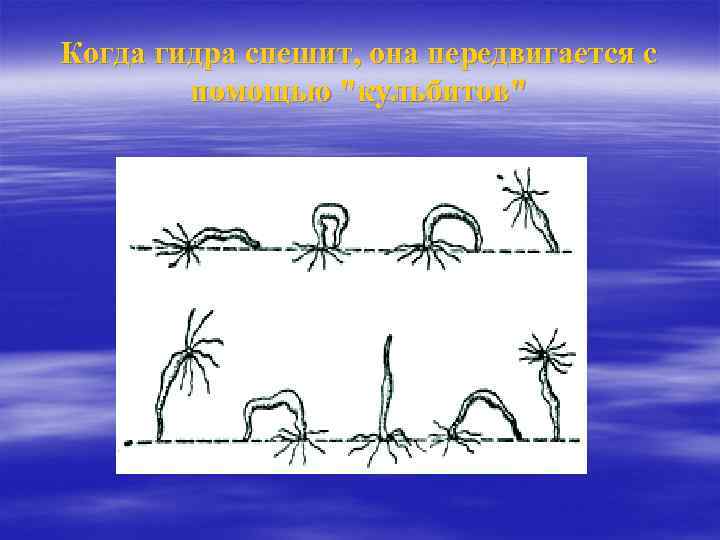 Когда гидра спешит, она передвигается с помощью "кульбитов" 