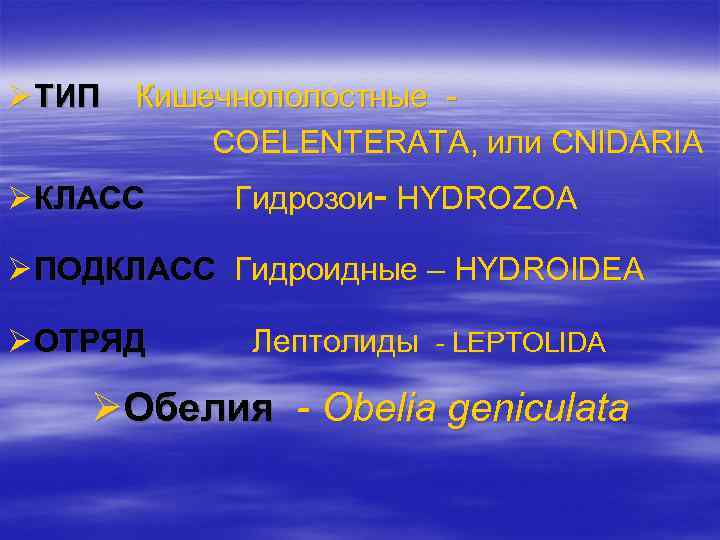 Ø ТИП Кишечнополостные COELENTERATA, или CNIDARIA Ø КЛАСС Гидрозои- HYDROZOA Ø ПОДКЛАСС Гидроидные –