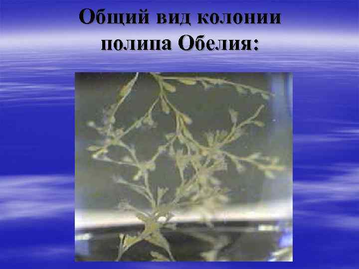 Общий вид колонии полипа Обелия: 