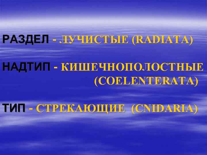РАЗДЕЛ - ЛУЧИСТЫЕ (RADIATA) НАДТИП - КИШЕЧНОПОЛОСТНЫЕ (COELENTERATA) ТИП - СТРЕКАЮЩИЕ (CNIDARIA) 