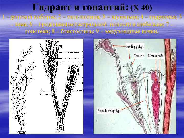 Гидрант и гонангий: (X 40) 1 – ротовой хоботок; 2 – тело полипа; 3