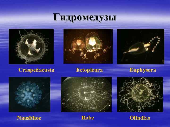 Гидромедузы Сraspedacusta Nausithoe Еctopleura Robe Еuphysora Оlindias 
