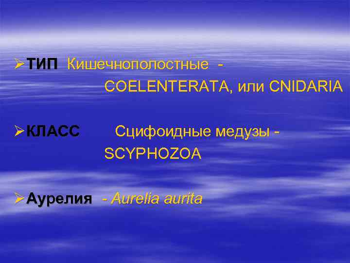 Ø ТИП Кишечнополостные COELENTERATA, или CNIDARIA Ø КЛАСС Сцифоидные медузы SCYPHOZOA Ø Аурелия -